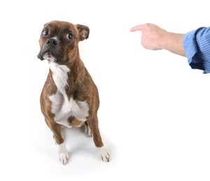 Dog-Sitting-Trick